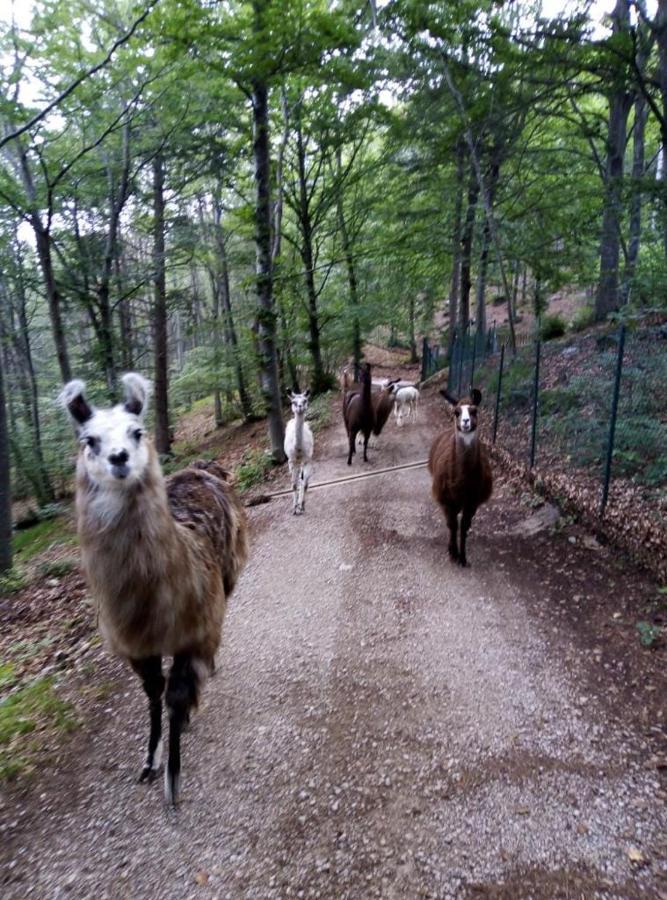 سان لورينسو إنْ بانال Agriturismo Athabaska المظهر الخارجي الصورة